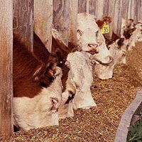 Animal Feed